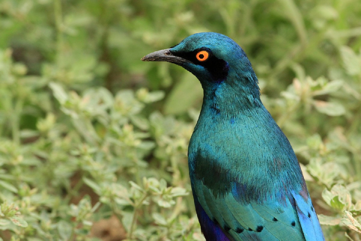 Greater Blue-eared Starling
