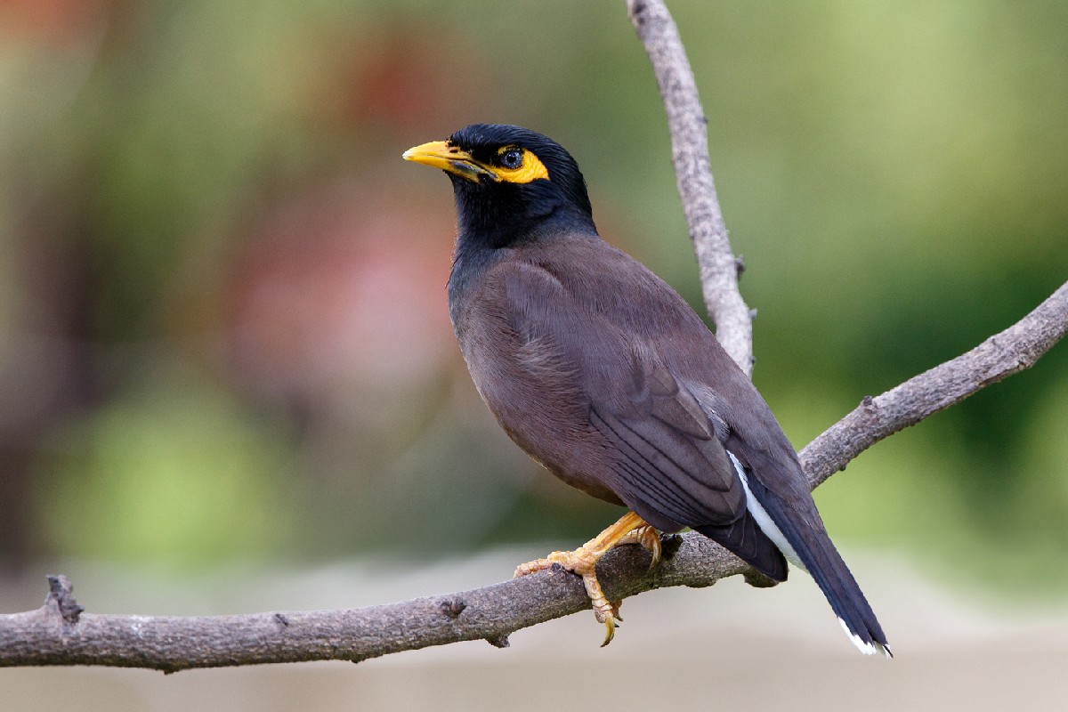 Common Myna