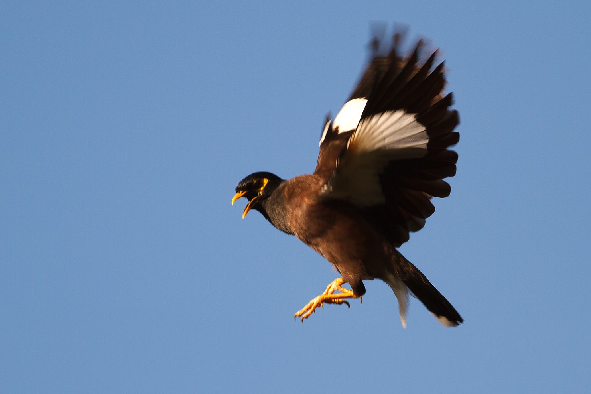 Common Myna