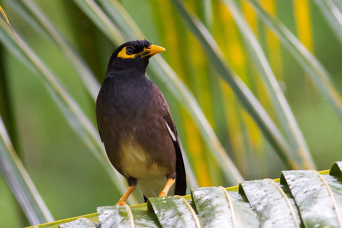 Common Myna