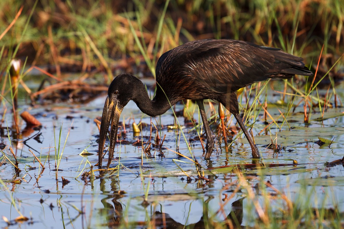 African Openbill