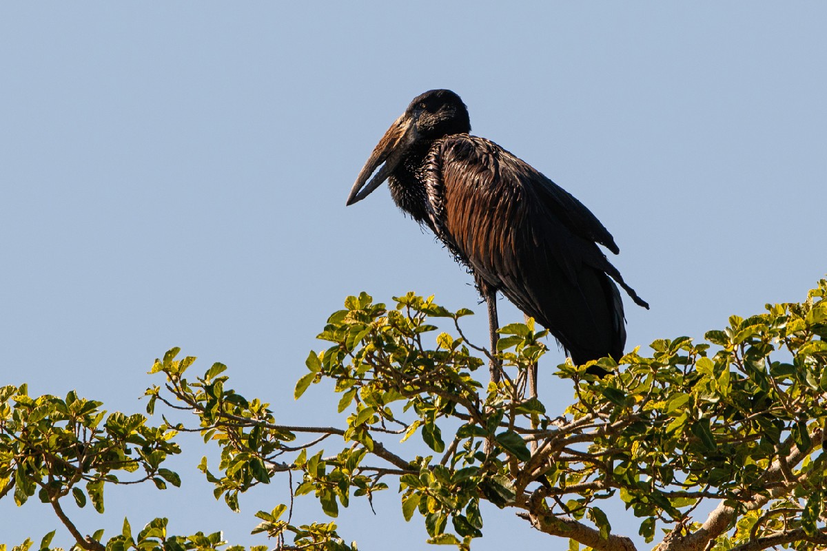 African Openbill