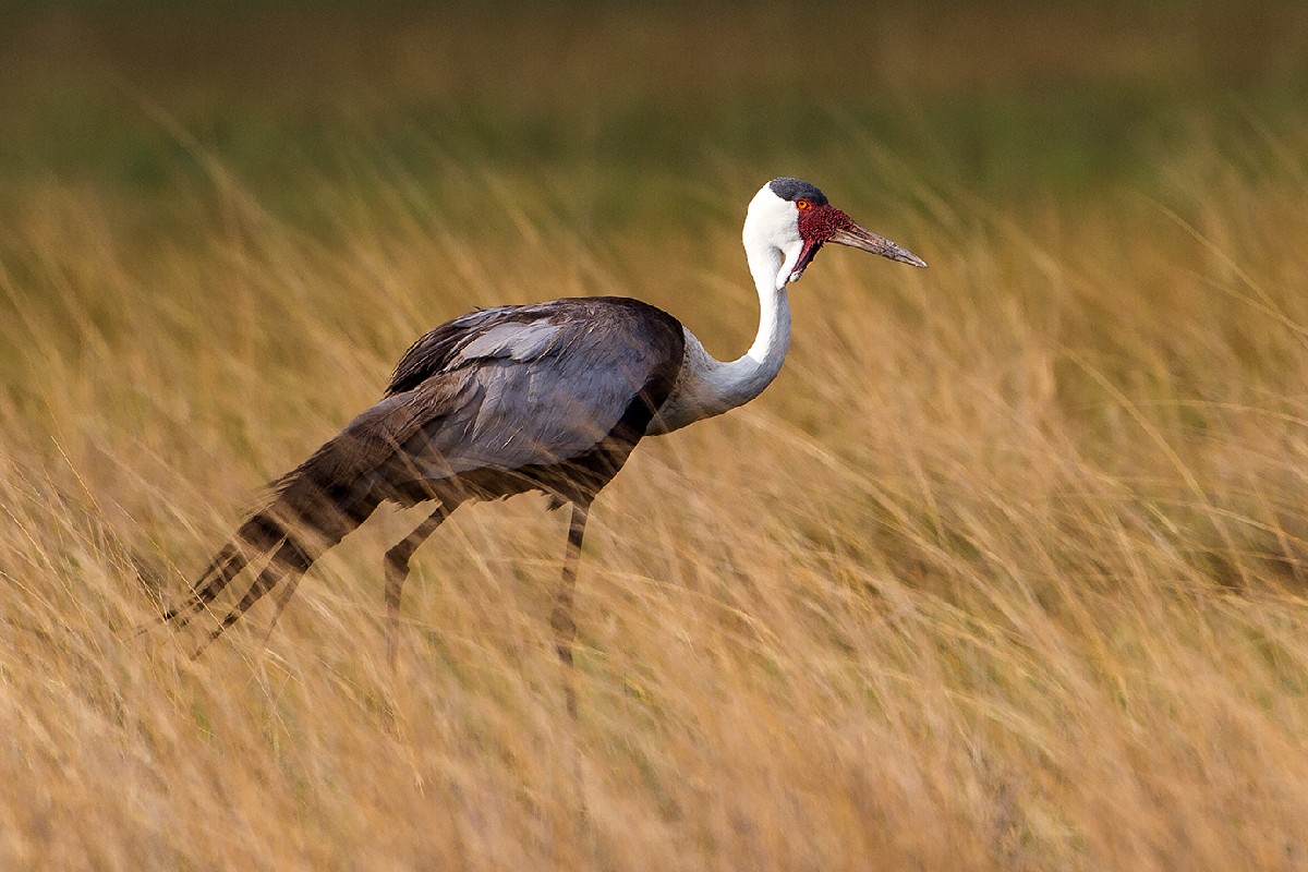 Wattled Crane