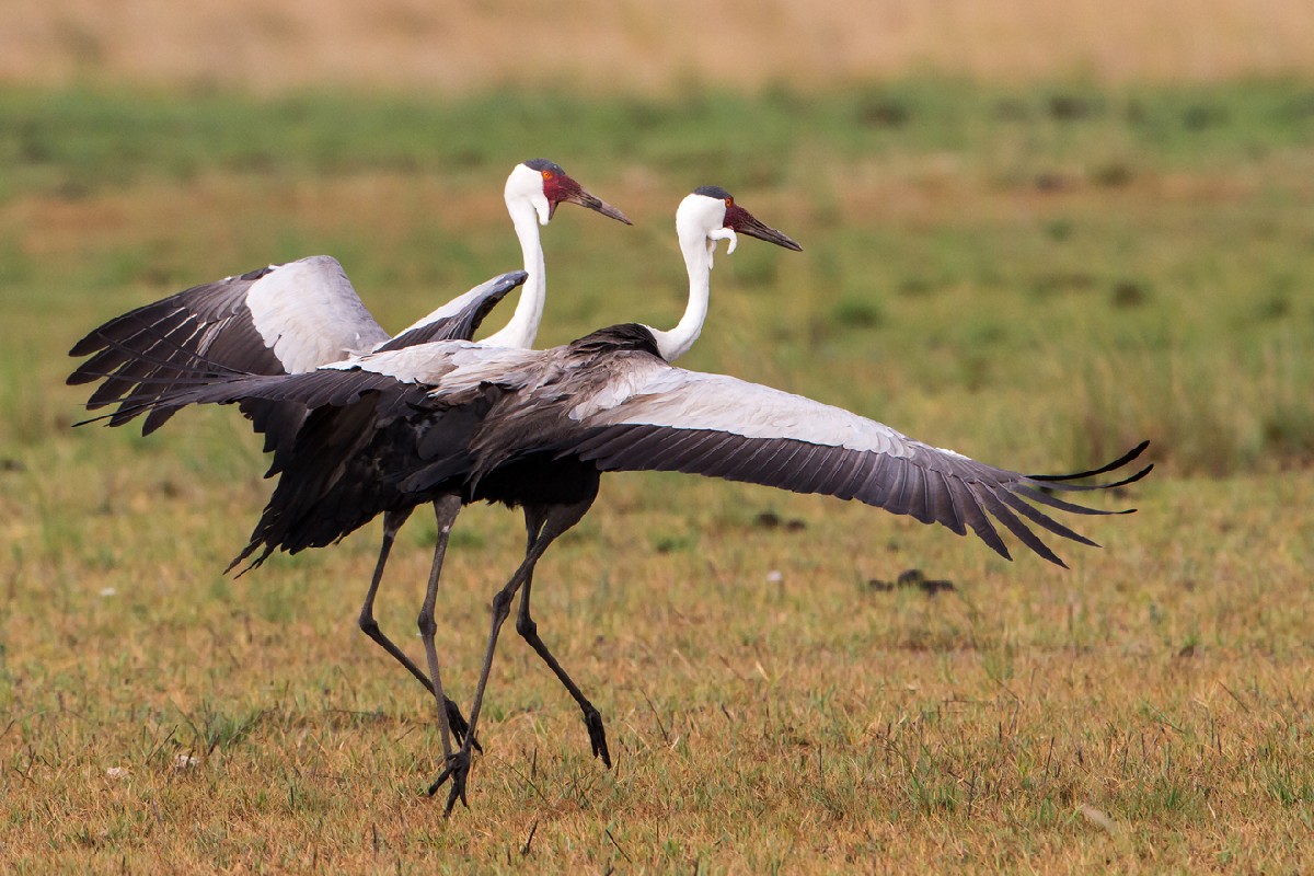 Wattled Crane