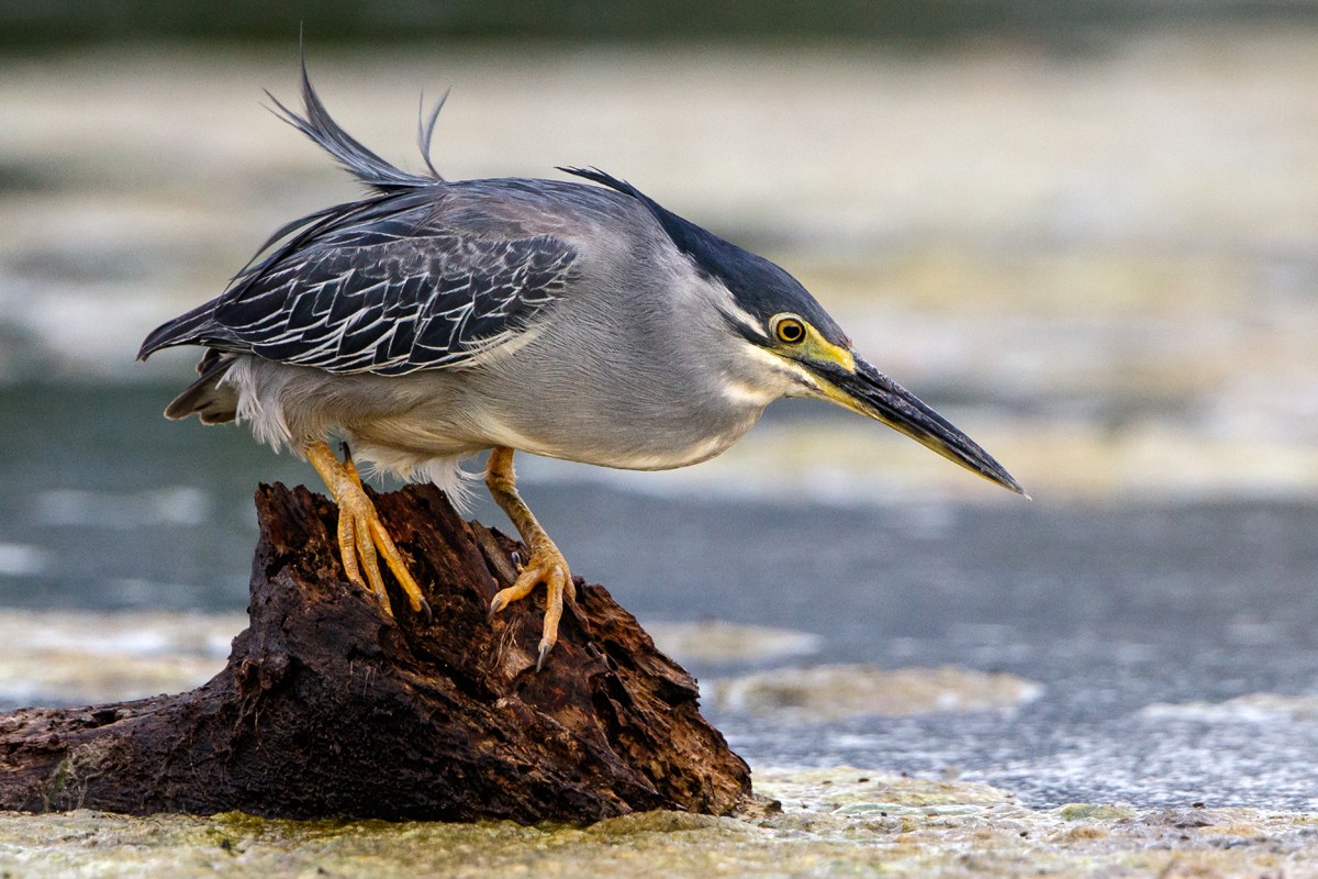 Striated Heron