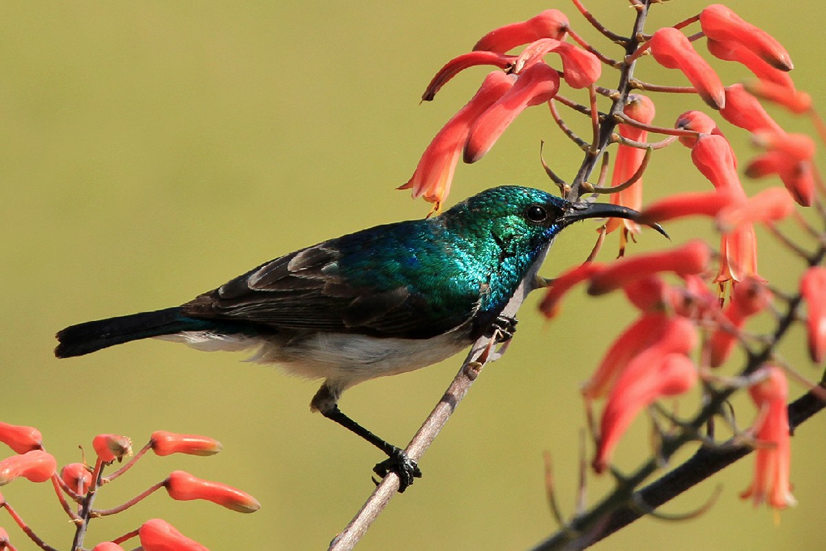 White-bellied Sunbird