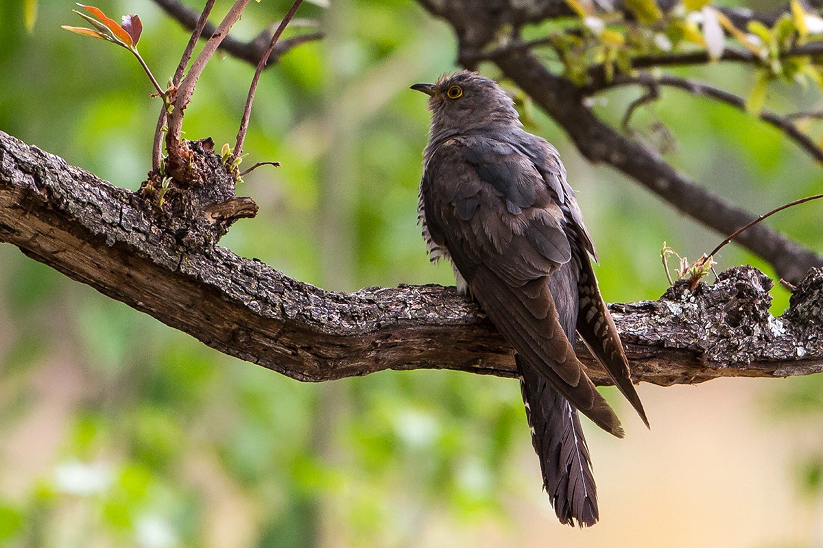 Common Cuckoo