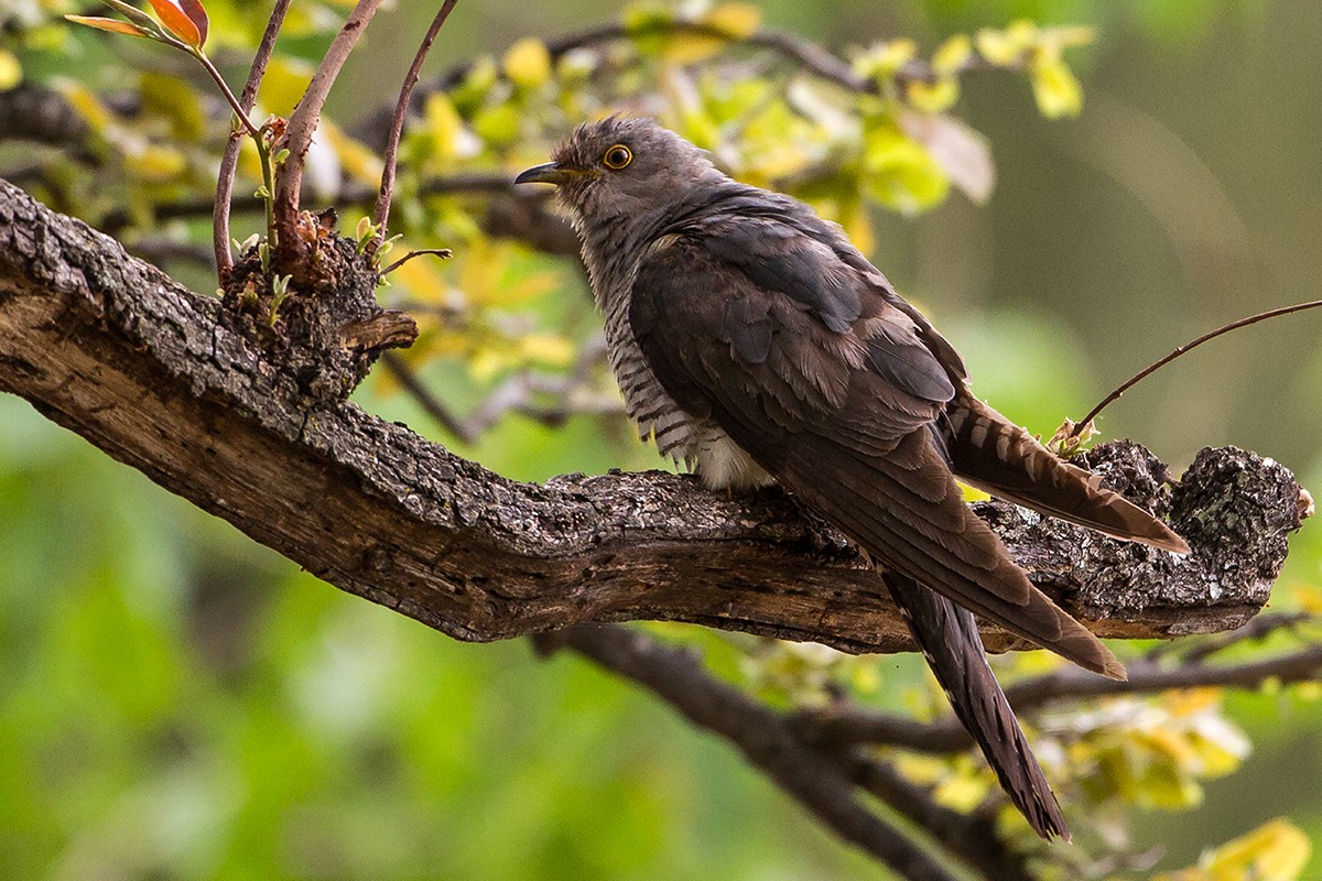 Common Cuckoo