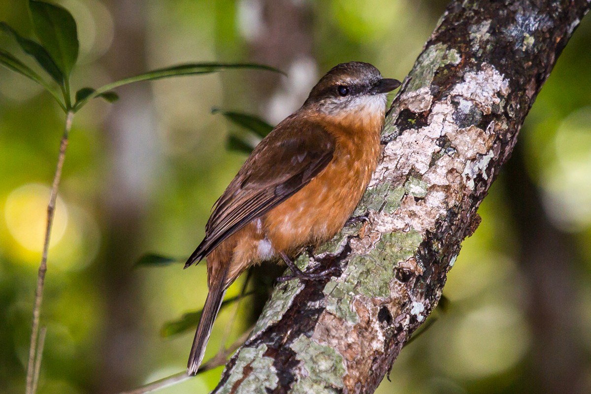 Mauritius Cuckoo-Shrike
