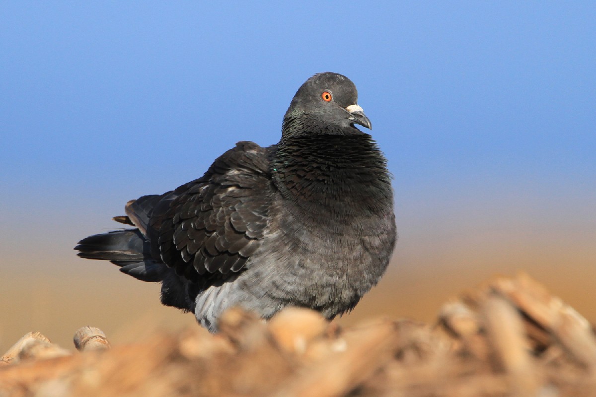 Rock Dove / Feral Pigeon