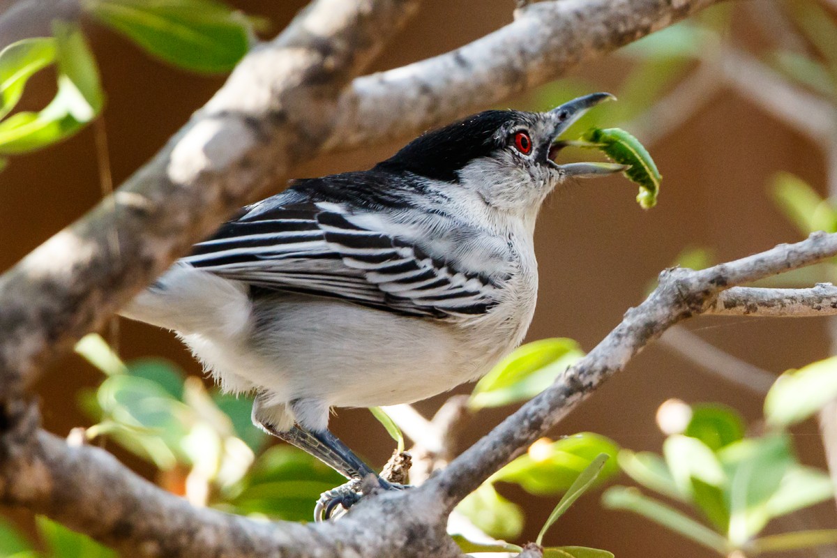 Black-backed Puffback