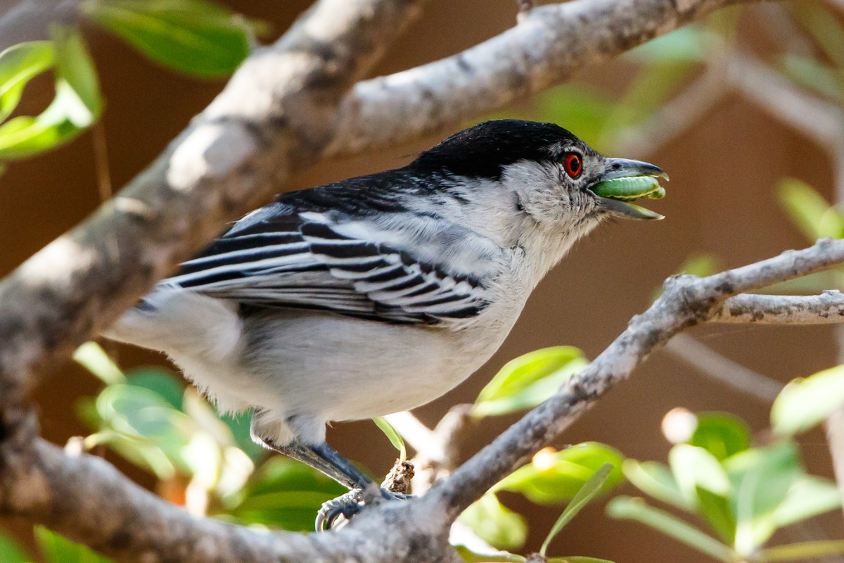 Black-backed Puffback