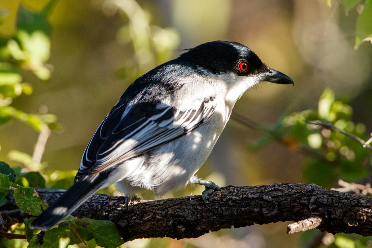 Black-backed Puffback
