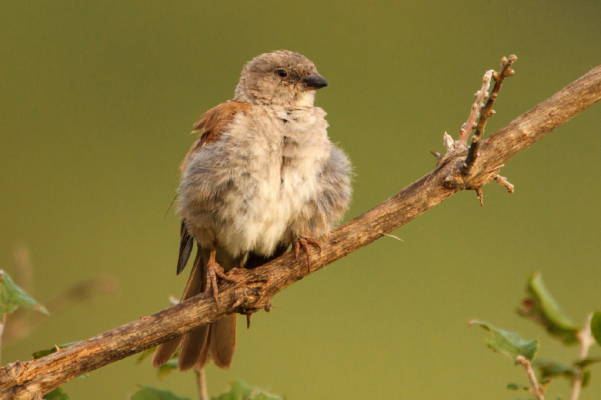 Southern Grey-headed Sparrow