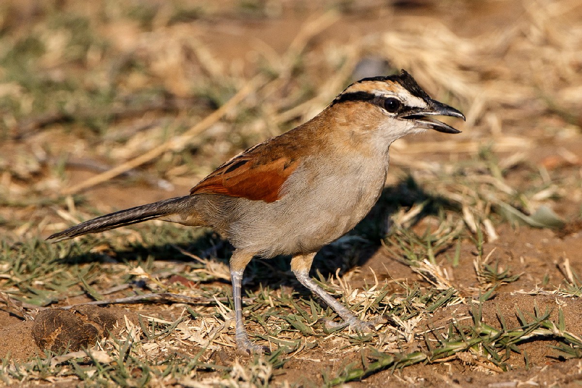 Black-crowned Tchagra