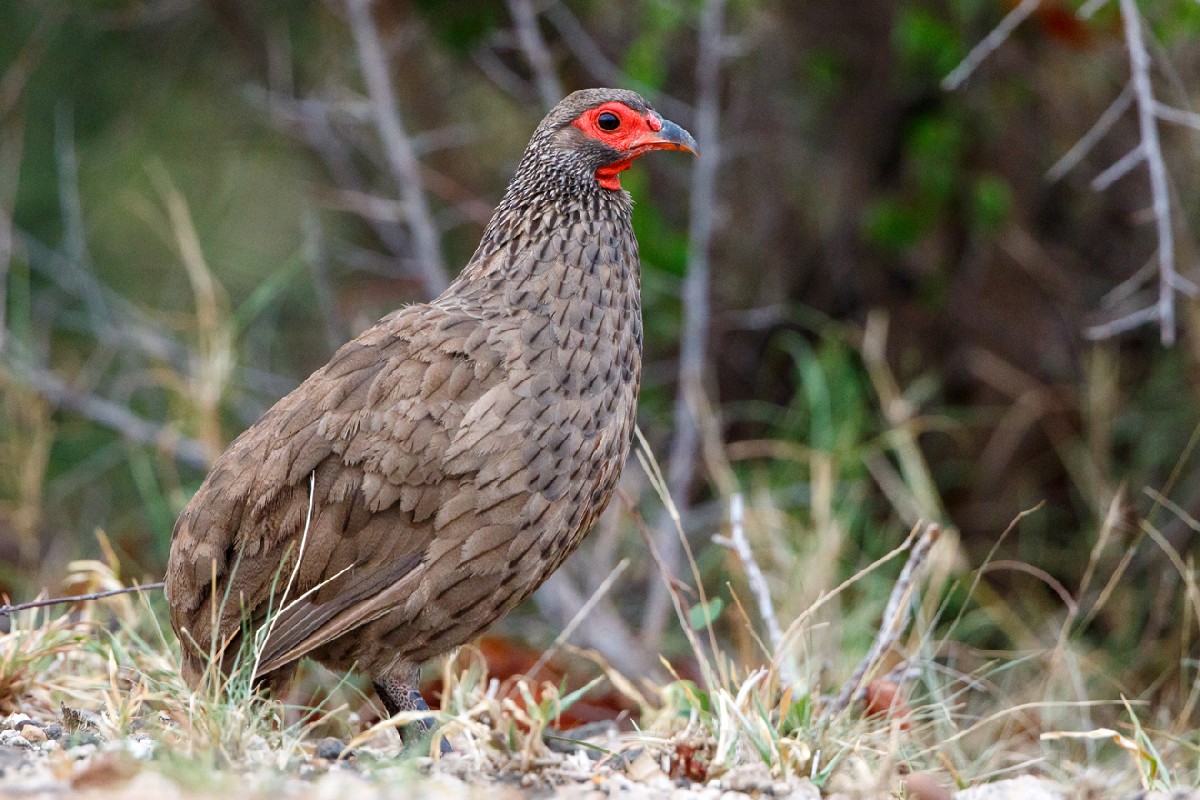 Swainson's Spurfowl
