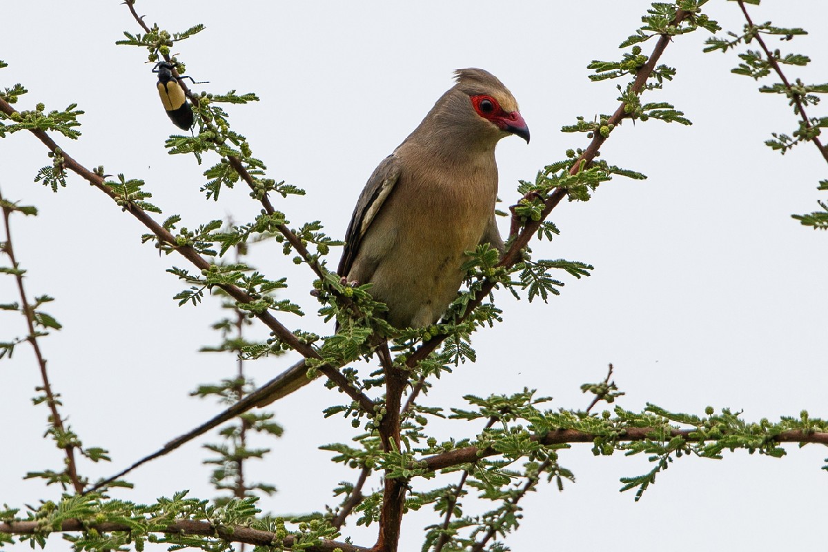 Red-faced Mousebird
