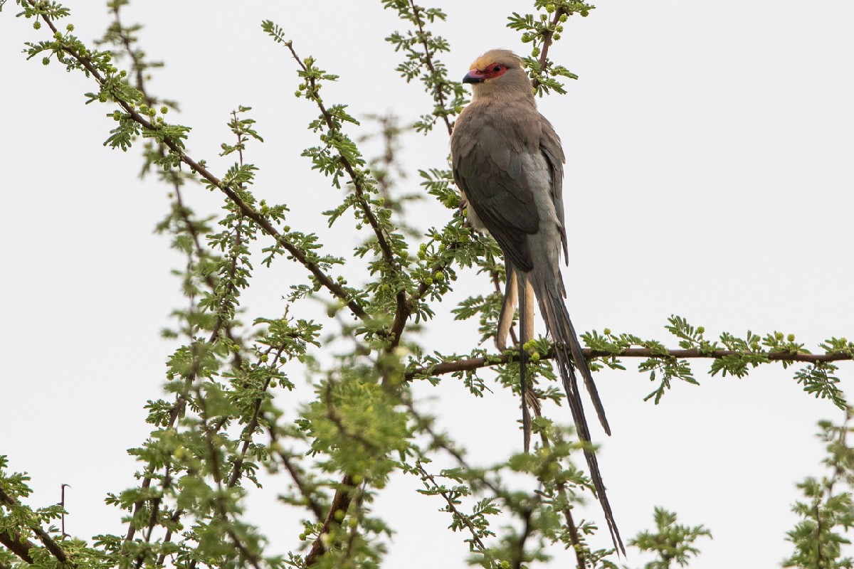Red-faced Mousebird