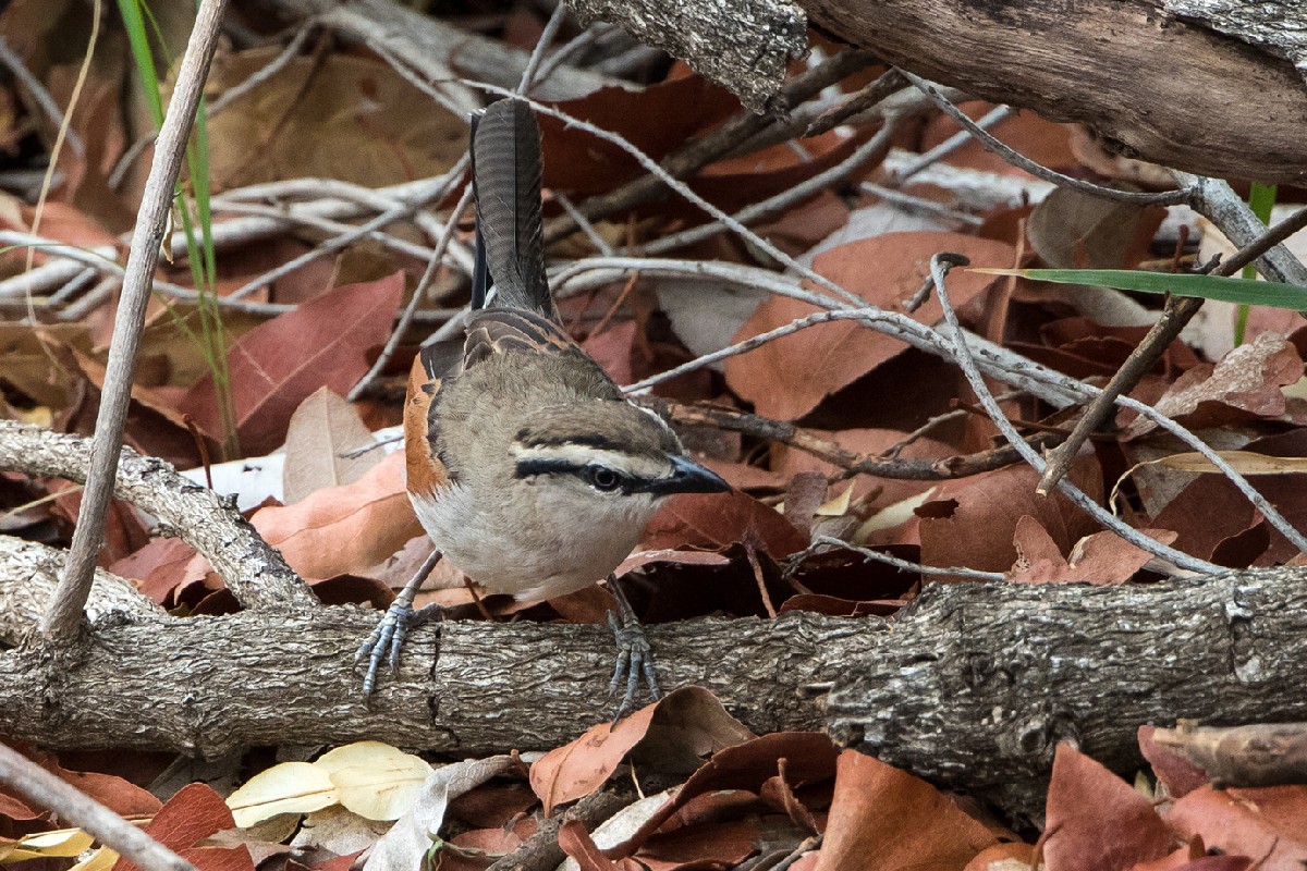 Brown-crowned Tchagra