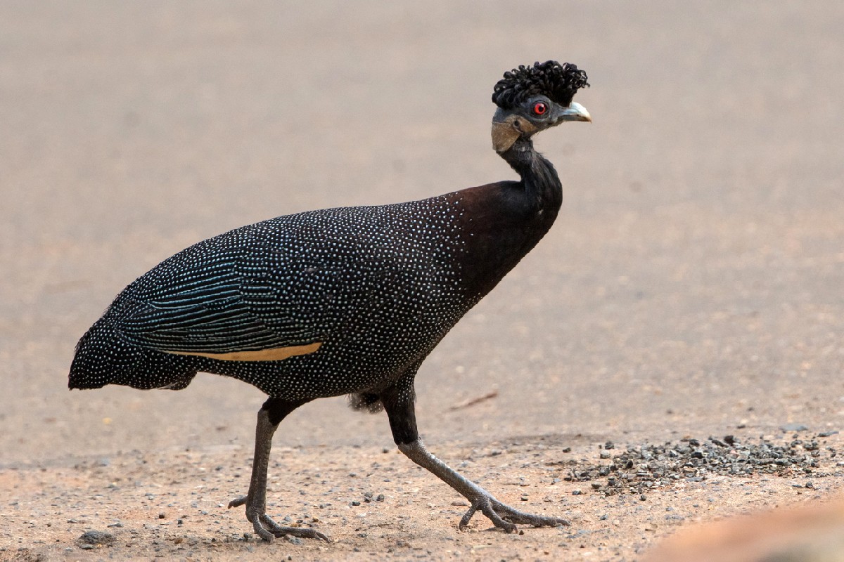 Southern Crested Guineafowl