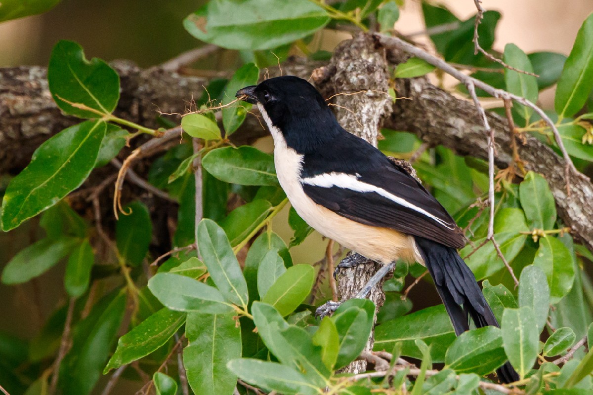 Southern Boubou