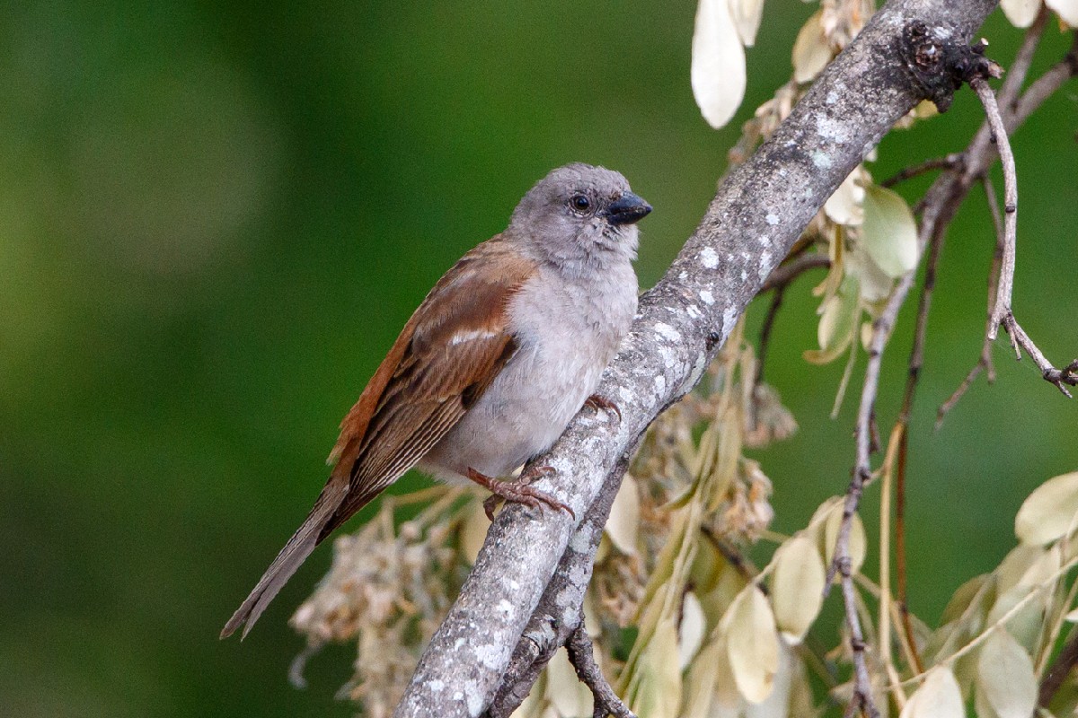 Southern Grey-headed Sparrow