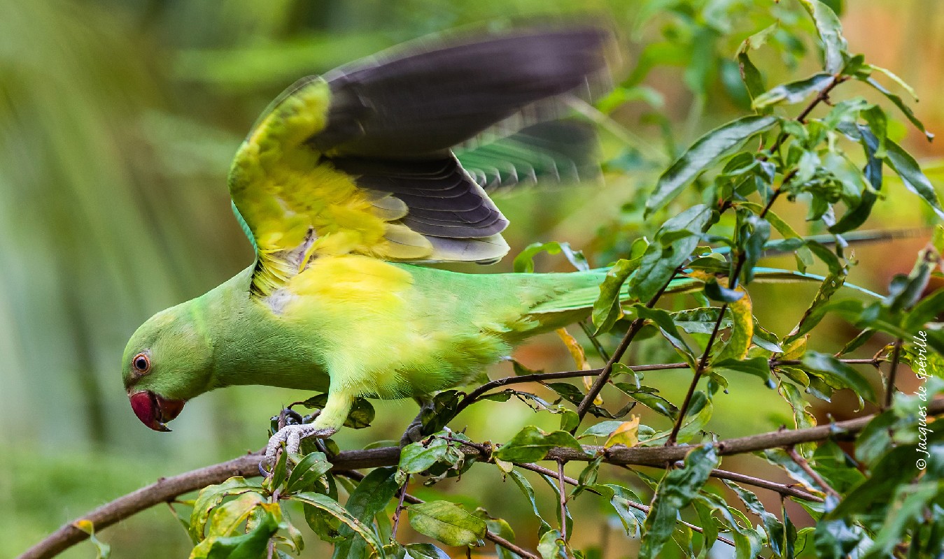 Rose-ringed Parakeet
