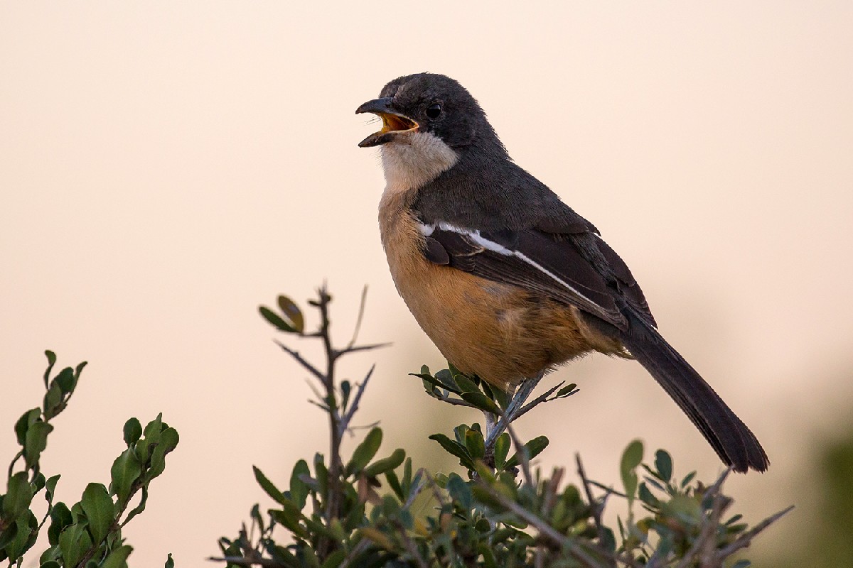 Southern Boubou