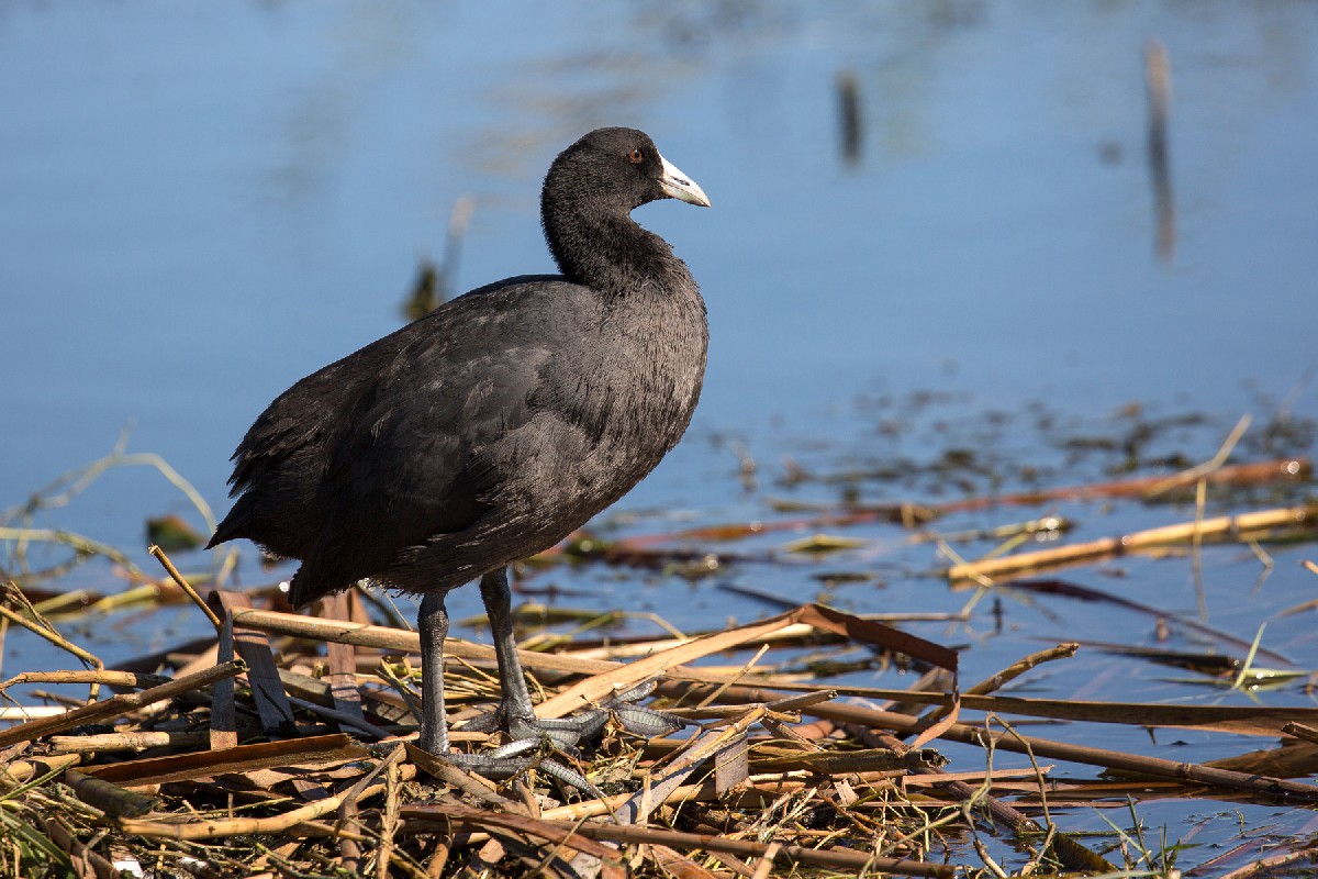 Red-knobbed Coot