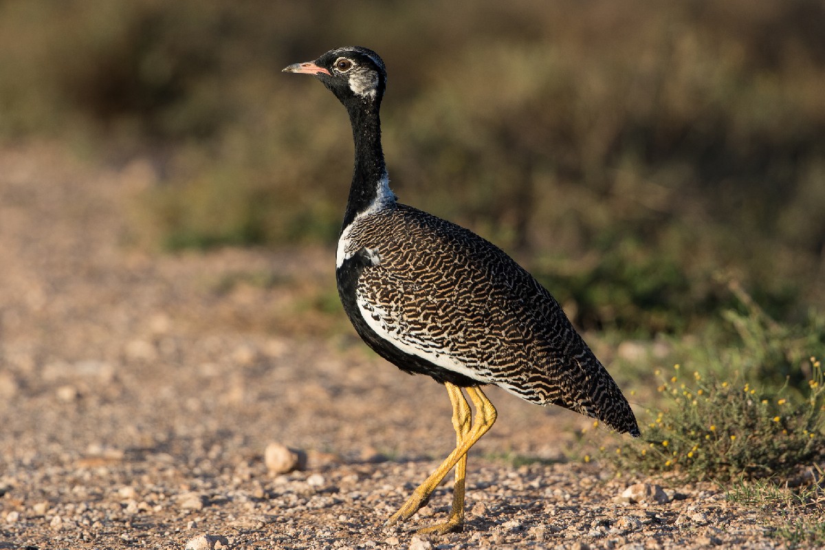 Black Bustard (Southern Black Korhaan)