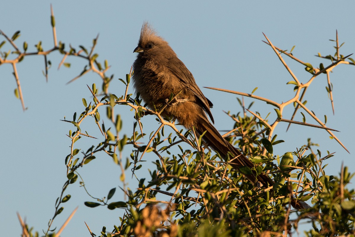 Speckled Mousebird