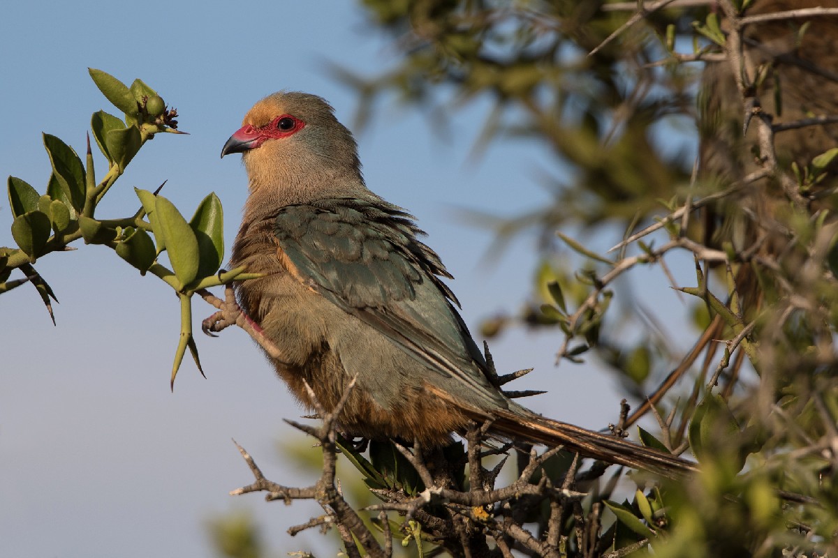 Red-faced Mousebird