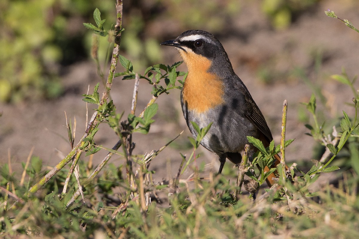 Cape Robin-Chat
