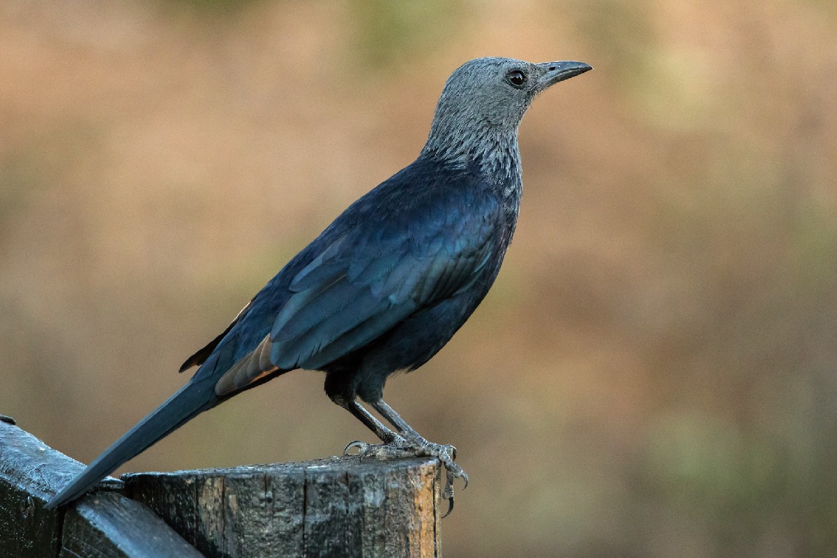 Red-winged Starling