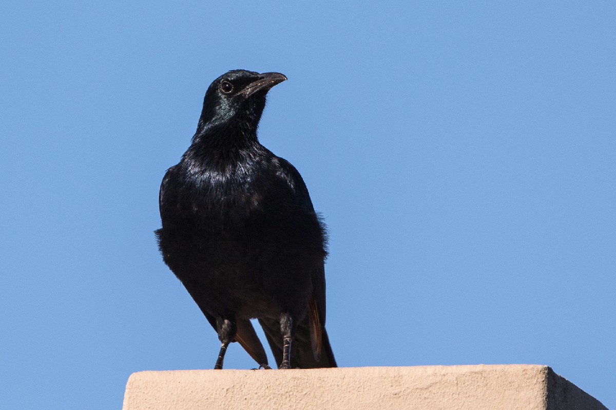 Red-winged Starling