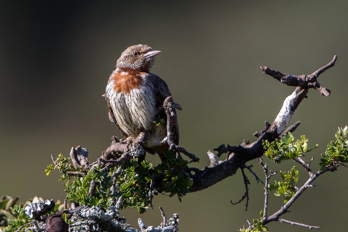 Red-throated Wryneck