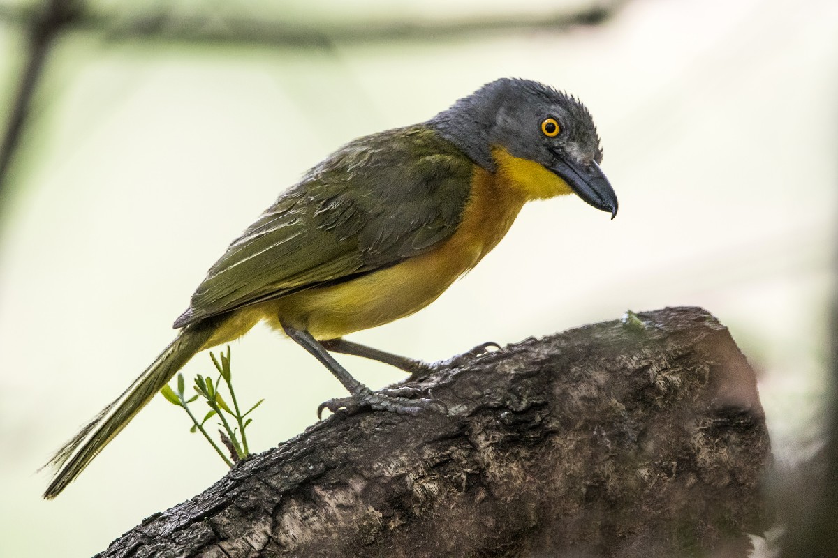 Grey-headed Bush-Shrike
