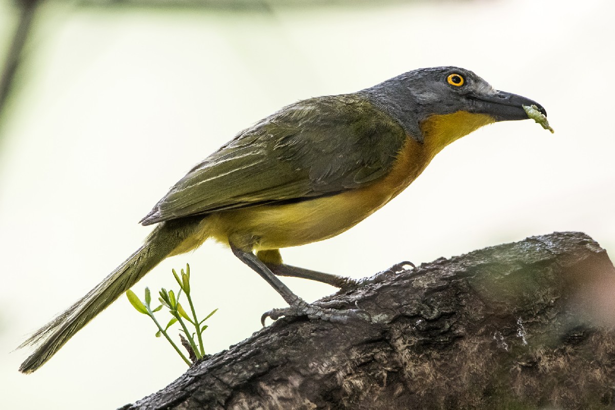 Grey-headed Bush-Shrike