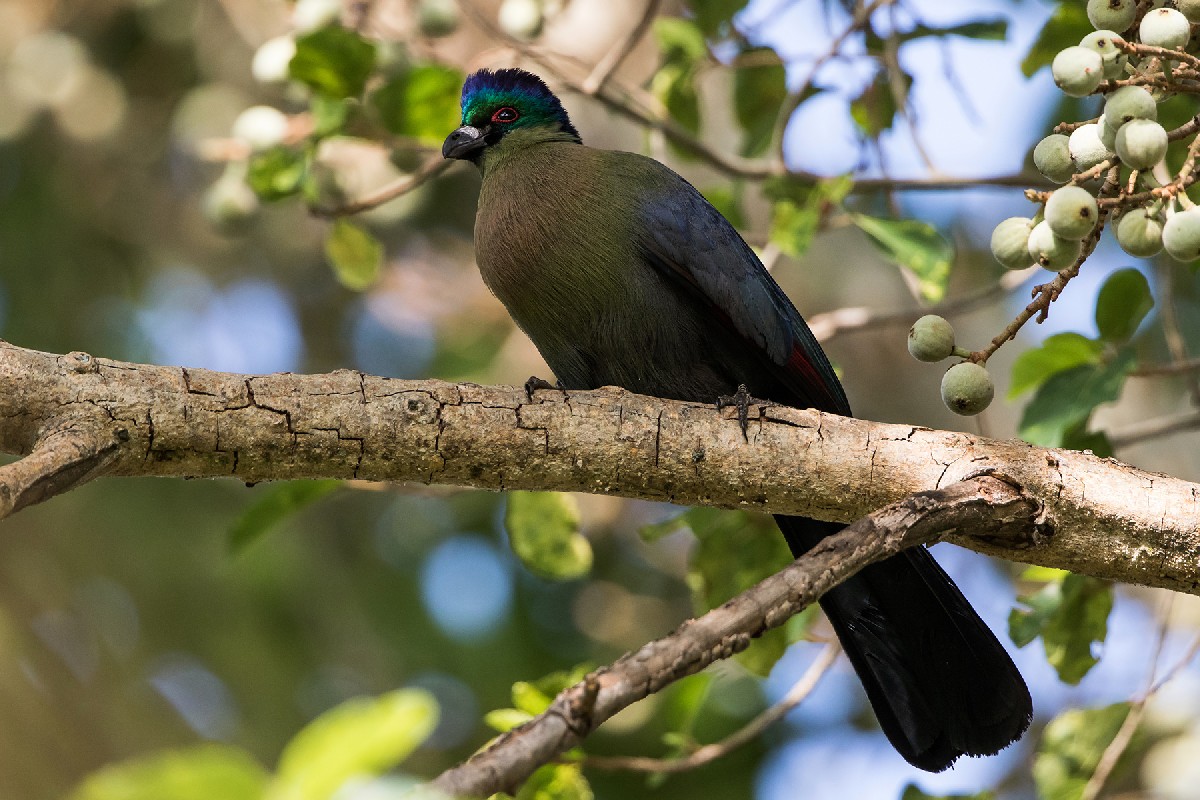 Purple-crested Turaco
