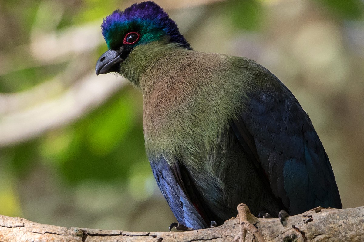 Purple-crested Turaco