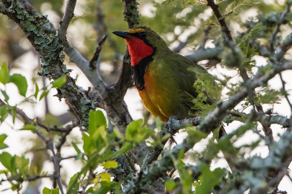Gorgeous Bush-Shrike