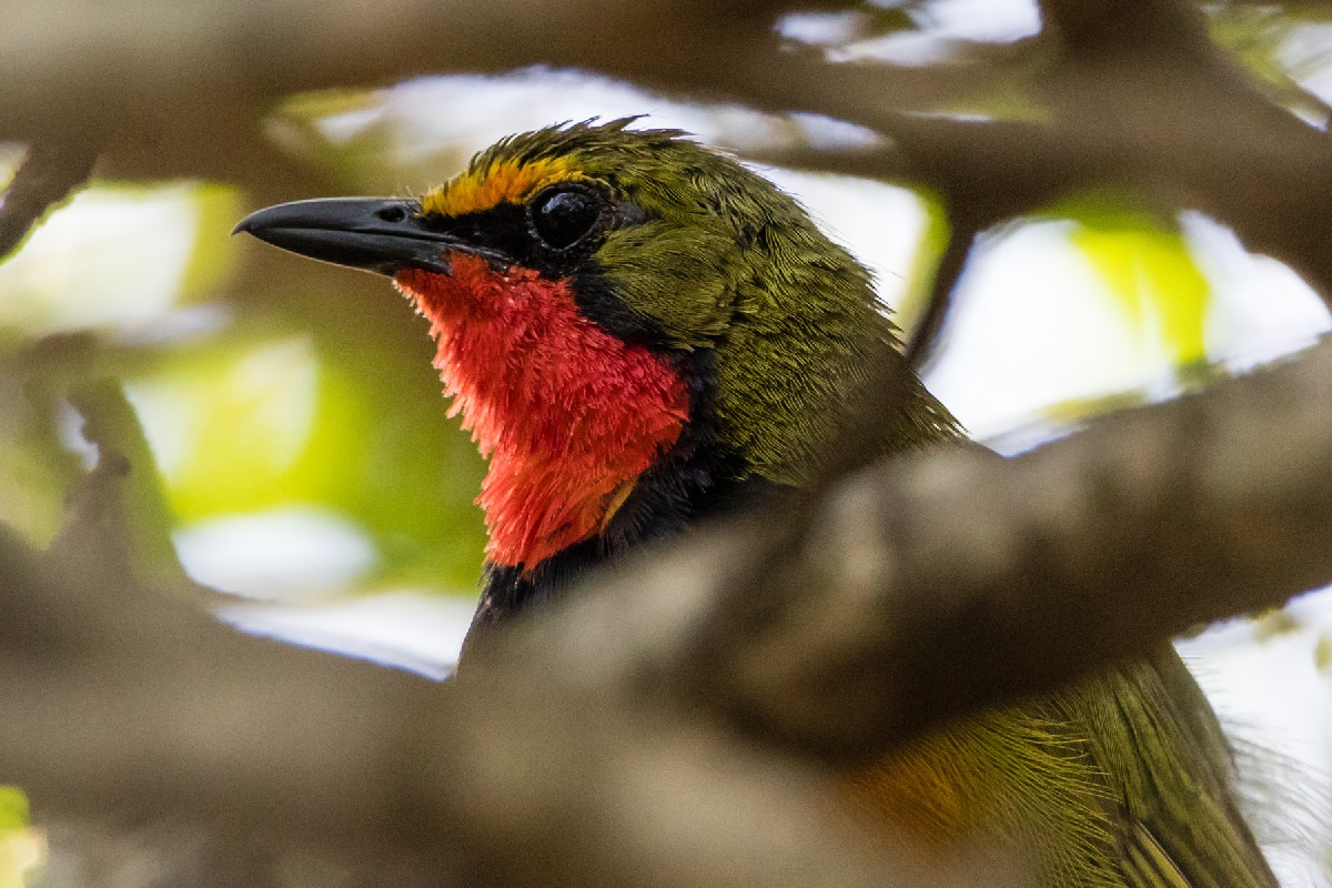 Gorgeous Bush-Shrike