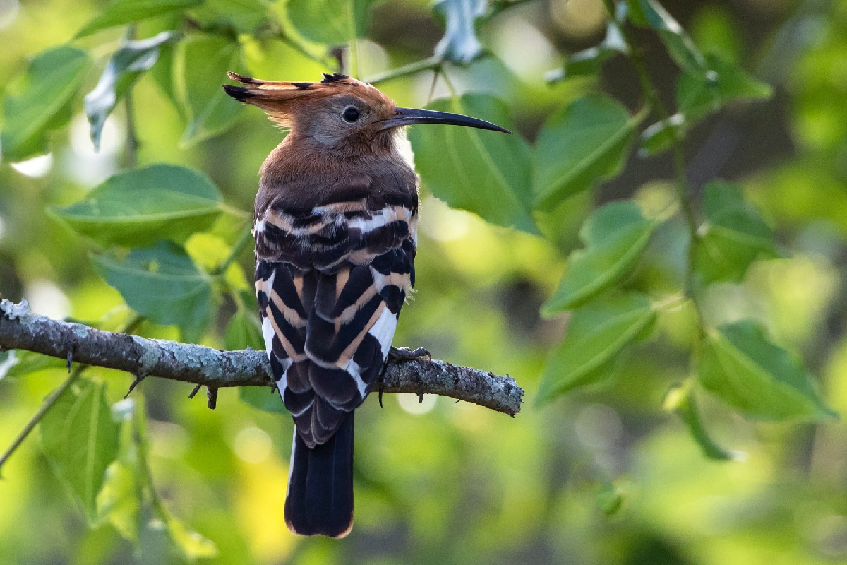Eurasian Hoopoe
