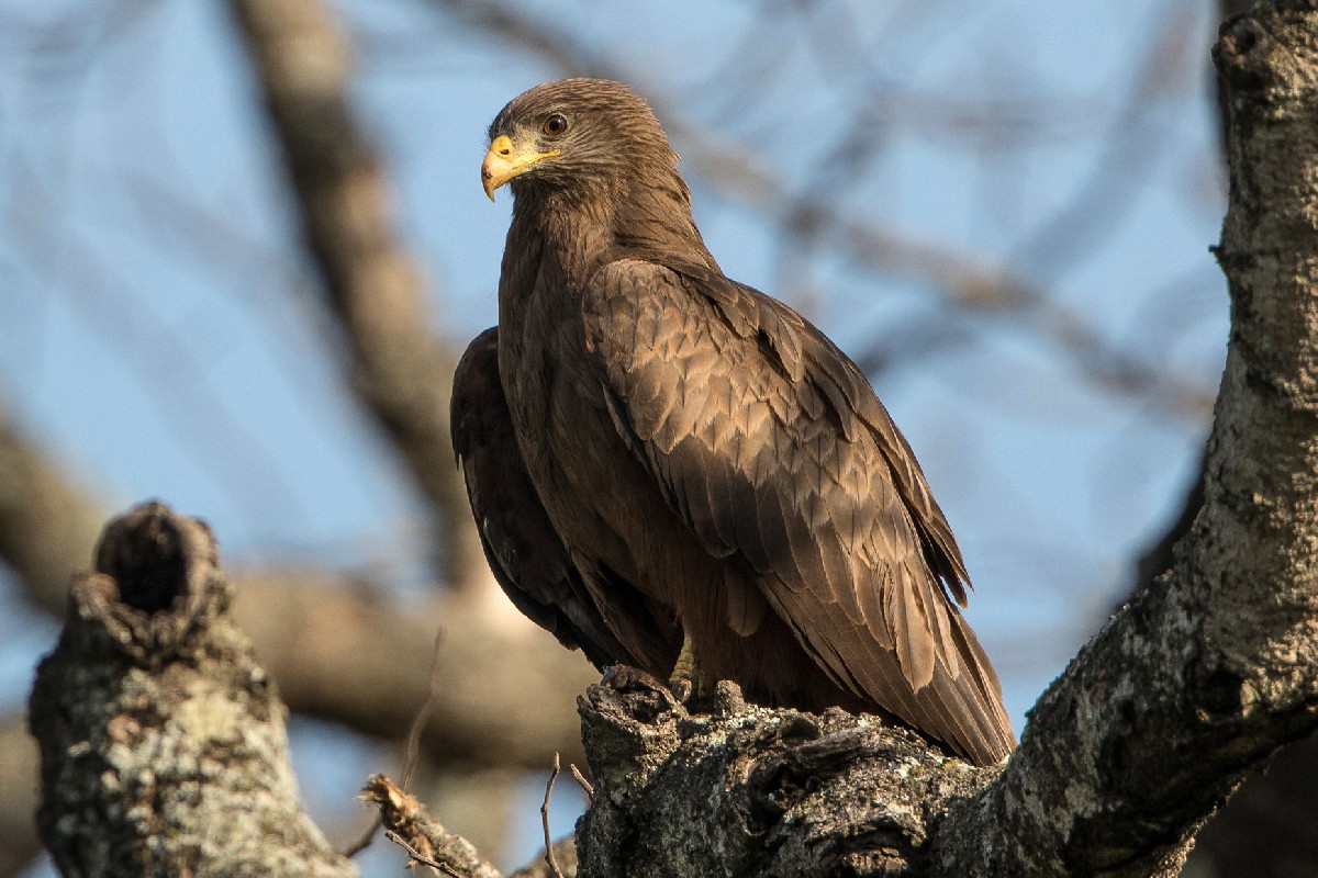 Yellow-billed Kite