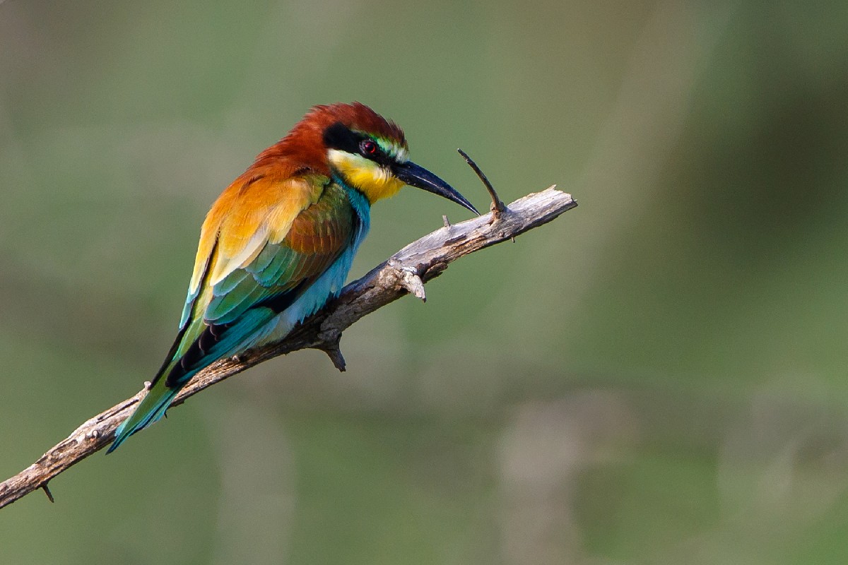 European Bee-eater