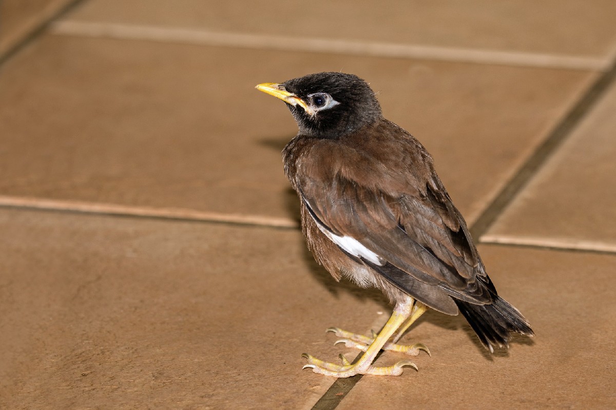Common Myna