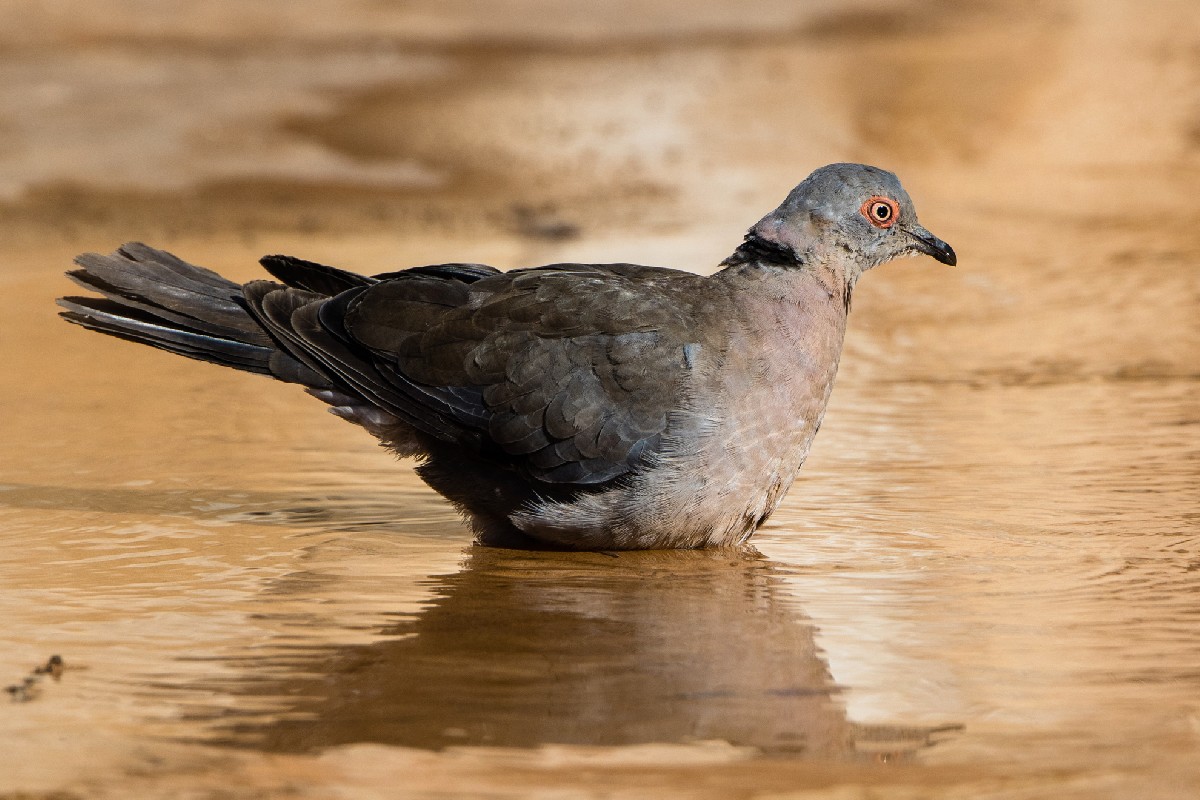 African Mourning Dove