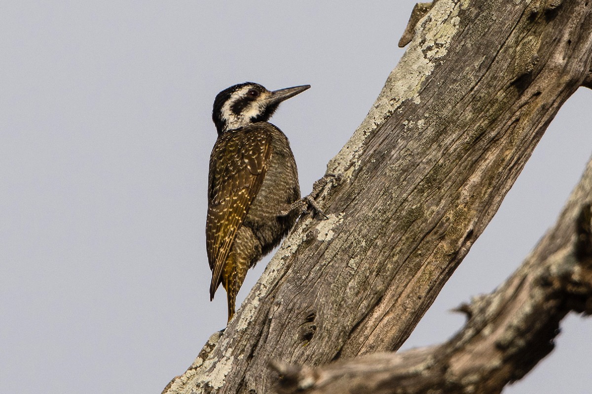 Bearded Woodpecker