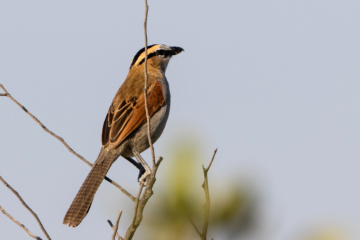 Black-crowned Tchagra