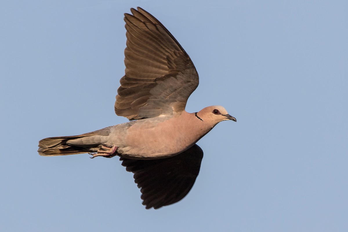 Red-eyed Dove
